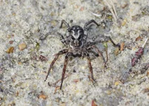 ANIMALS Spider 10372986-1.webp