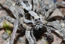ANIMALS Spider 10372988.webp