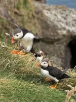 Puffin.jpg.310adbdd7cdfadf3f82611b39dce628b.webp