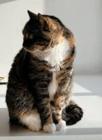 missy.webp
