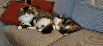 floof.webp