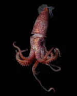 sea-20230321-0001.webp
