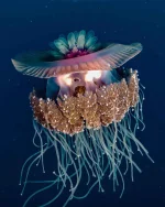 jellyfish.webp