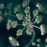 Autochrome photo of alien flowers, extraterrestrial biology. (1).webp