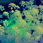Autochrome photo of alien flowers, extraterrestrial biology. (3).webp