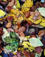 autumnleaves.webp