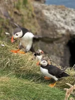 Puffin.jpg.310adbdd7cdfadf3f82611b39dce628b.webp