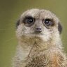 Meerkat