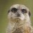 Meerkat