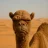 Grumpy Camel