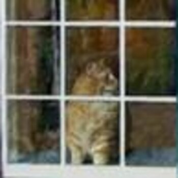 Bohemian Kitty