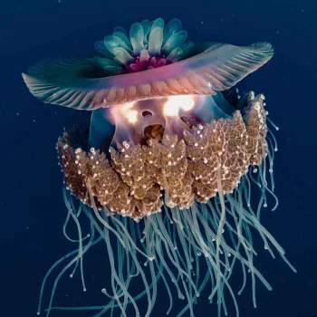 jellyfish.jpg