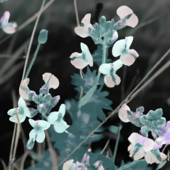 Autochrome photo of alien flowers, extraterrestrial biology. (4).jpg