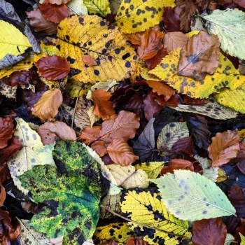 autumnleaves.png