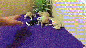 zzzzfrogsssss.gif
